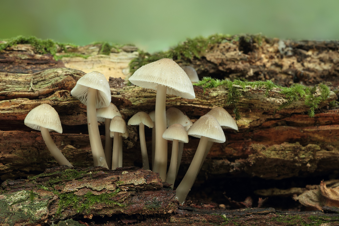 unknown fungi 3